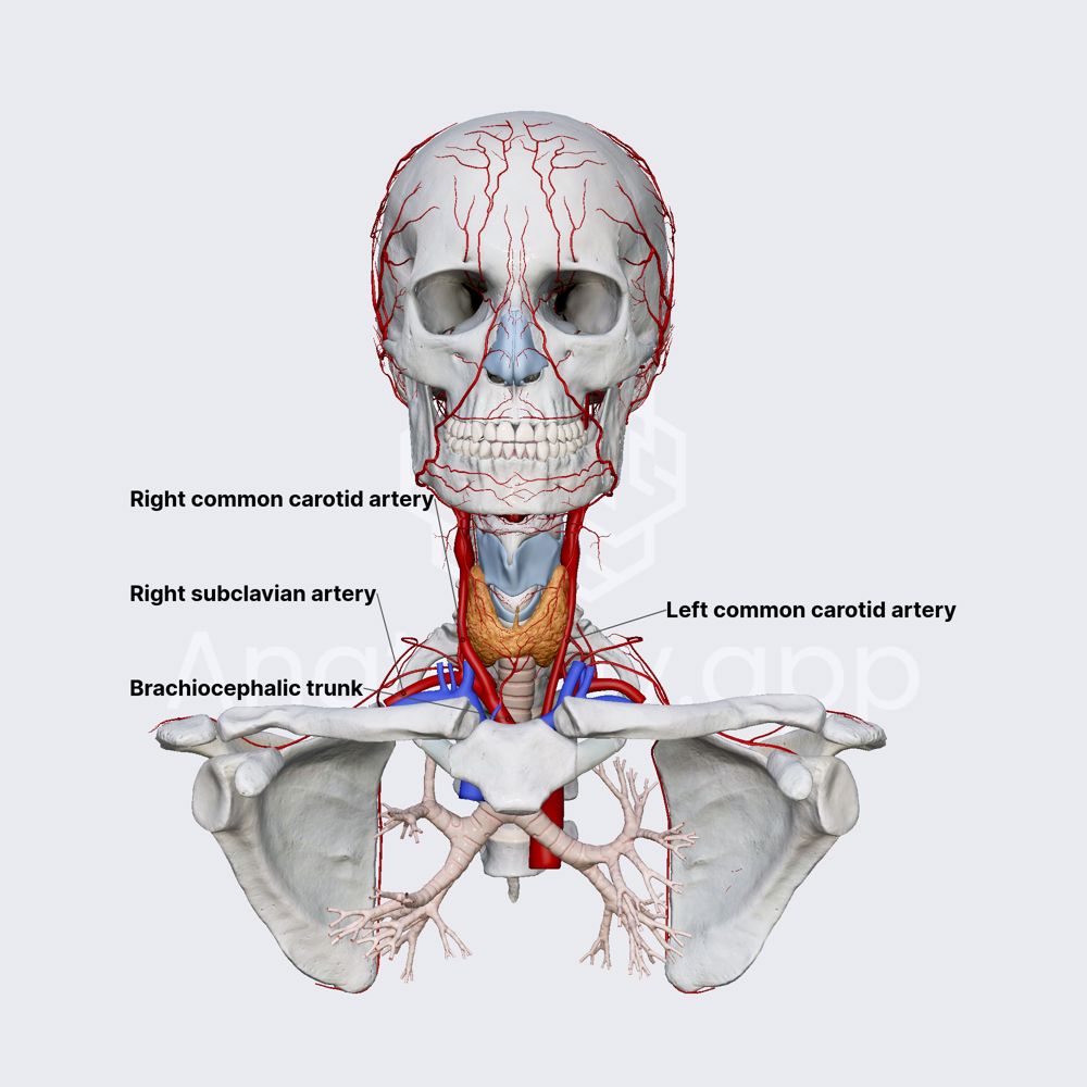 Checking pulse on neck